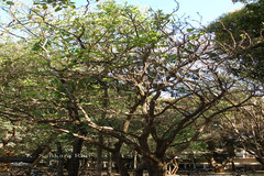 Erythrina standleyana
